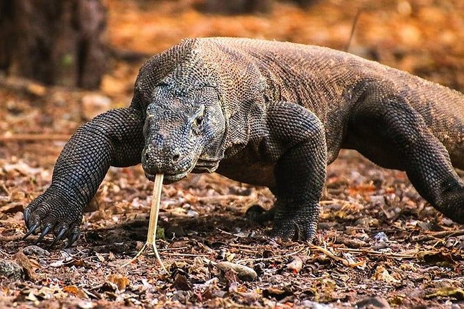 1 Day Komodo Trip by Private Fast Boat - Labuan Bajo To Six Hotspots, the Pace You’re Signing Up For