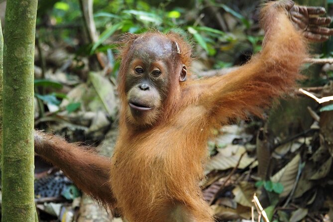 2-Day Jungle Trekking & Rafting in North Sumatra - Why this jungle trek + rafting combo feels so effective