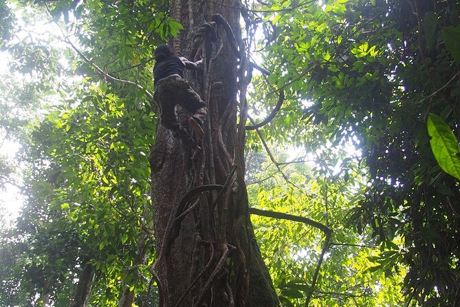 2-Day Jungle Trekking & Rafting in North Sumatra - Day 1 night: Camping under the jungle sky, dinner, and your camp choices