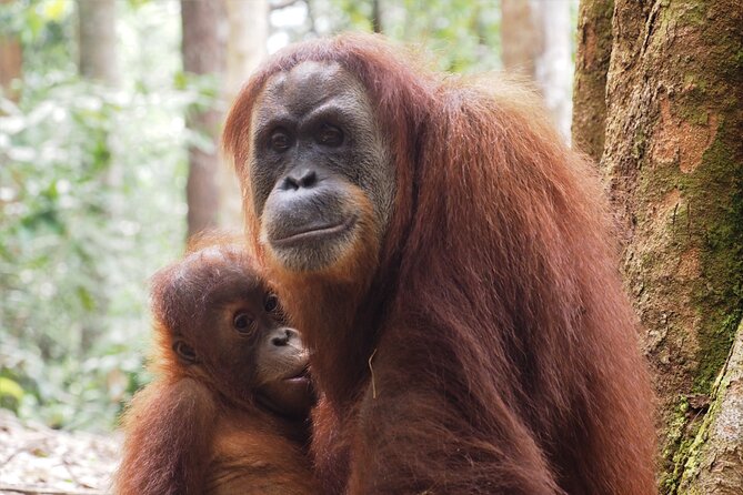 2-Day Jungle Trekking & Rafting in North Sumatra - Day 2 end: How the rafting back to Bukit Lawang caps the trip