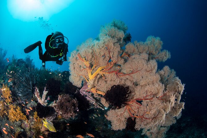 2 Days & 1 Night - 2 Dives in Lembongan/Penida (for certified divers) - Manta Point and Crystal Bay: what you should expect underwater