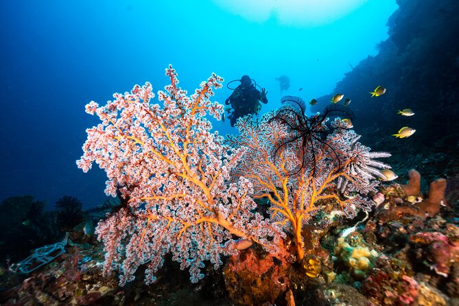 2 Days & 1 Night - 2 Dives in Lembongan/Penida (for certified divers) - The instructor factor: spotting power and calm safety work