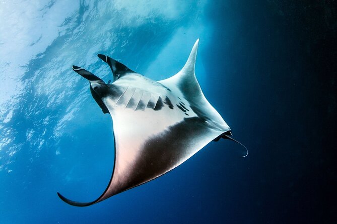 2 Days & 1 Night - 2 Dives in Lembongan/Penida (for certified divers) - Price and value: what the $222.45 includes (and why it can be fair)