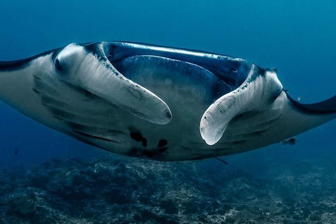 2 Days Discover Scuba Diving in Nusa Lembongan - Scuba Initiation - Key highlights that matter before you book