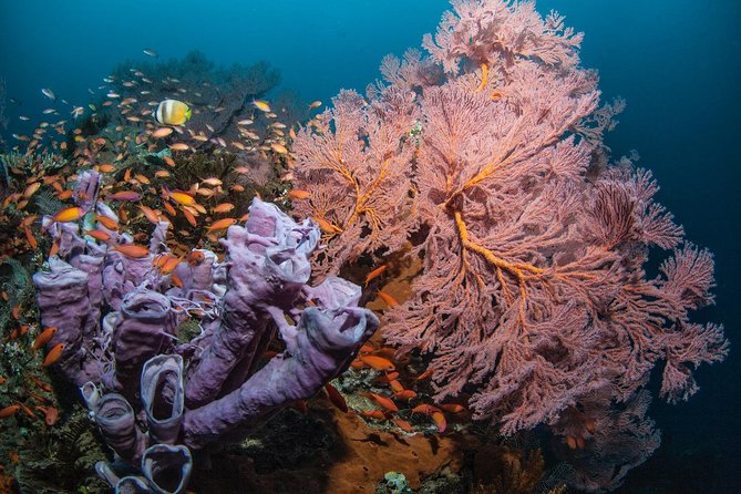 2 Days Discover Scuba Diving in Nusa Lembongan - Scuba Initiation - The 2-day rhythm: pool practice today, ocean reality tomorrow