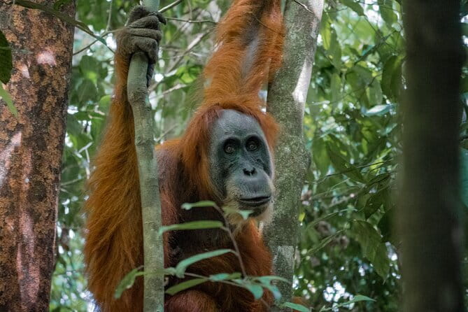 2 Days Ethical Jungle Trek in Sumatra - Key highlights worth aiming for