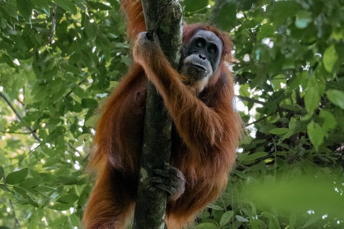 2 Days Ethical Jungle Trek in Sumatra - Where Bukit Lawang and Gunung Leuser fit in your Sumatra plan