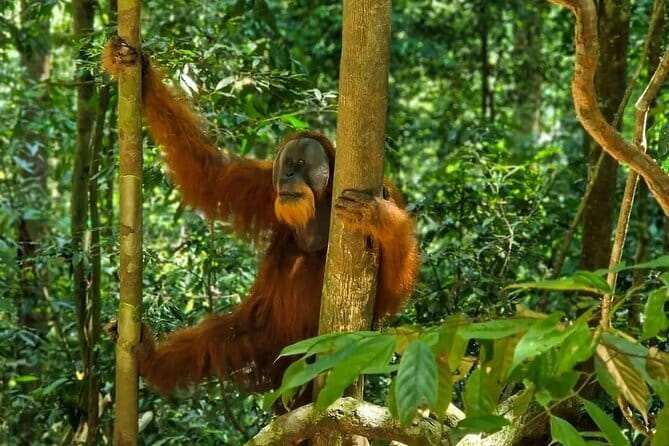 2 Days Ethical Jungle Trek in Sumatra - Wildlife time on the second trekking day, then the jungle taxi tubing finish