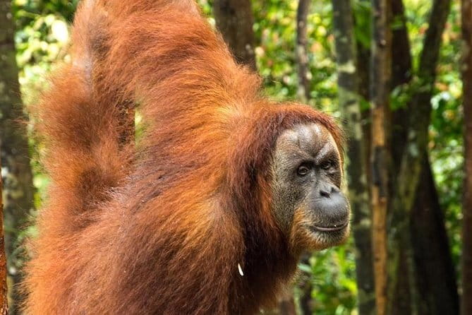 2 Days Ethical Jungle Trek in Sumatra - What the ethical guiding actually means in your daily experience