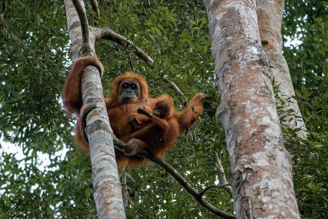 2 Days Ethical Jungle Trek in Sumatra - Food on the trail: included meals, plus real-world flexibility