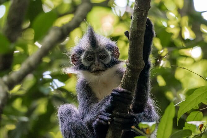 2 Days Ethical Jungle Trek in Sumatra - Stop inside Gunung Leuser National Park, then settle into campsite life
