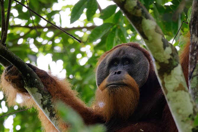 3-Day Bukit Lawang Tour Including 1-Day Ethical Jungle Trekking - Key highlights worth planning around