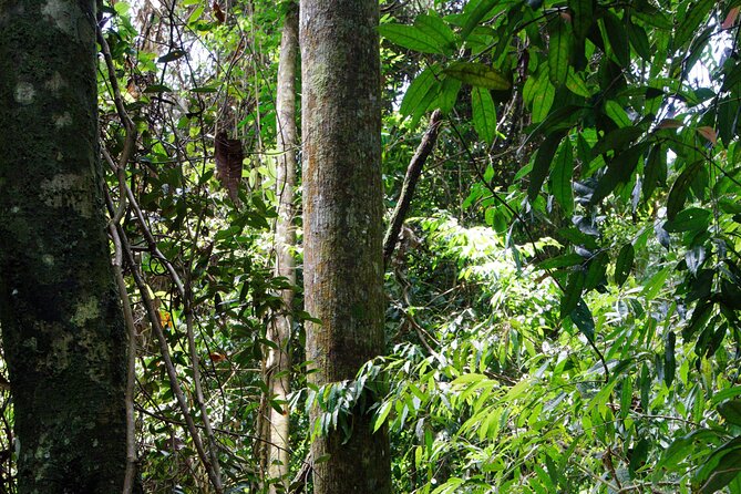 3-Day Bukit Lawang Tour Including 1-Day Ethical Jungle Trekking - Why this Bukit Lawang and Gunung Leuser route fits tight schedules
