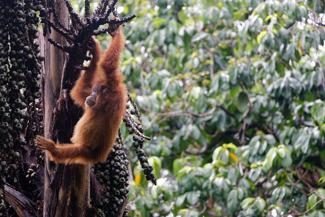 3-Day Bukit Lawang Tour Including 1-Day Ethical Jungle Trekking - Day 2 in Gunung Leuser National Park: your orangutan trek day