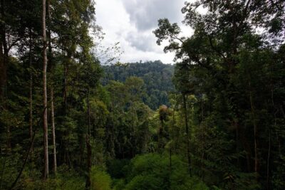 3-Day Bukit Lawang Tour Including 1-Day Ethical Jungle Trekking