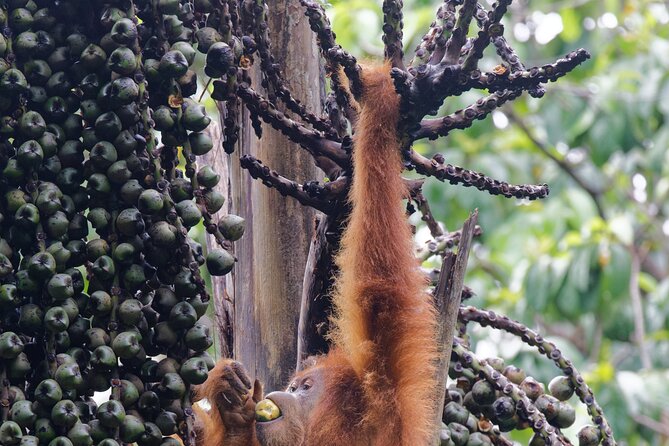 3-Day Bukit Lawang Tour Including 1-Day Ethical Jungle Trekking - The return flow: traditional tube rafting back during the trek