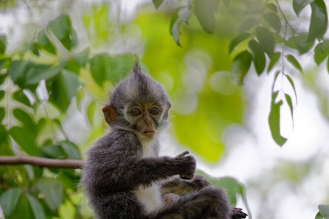 3-Day Bukit Lawang Tour Including 1-Day Ethical Jungle Trekking - Day 3 back toward Medan: culture stops when time allows