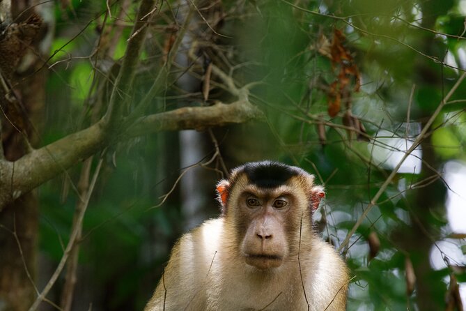 3-Day Bukit Lawang Tour Including 1-Day Ethical Jungle Trekking - Price and logistics: does $392.62 make sense?