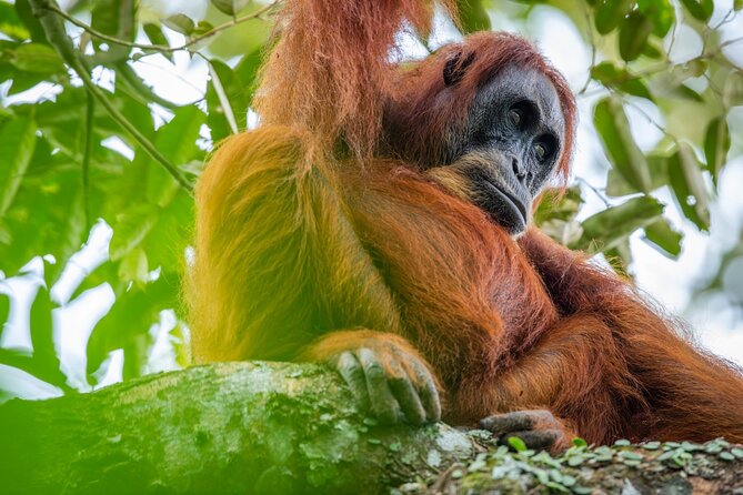 3-Day Ethical Orangutan Jungle Trek | Bukit Lawang, Sumatra - Key highlights you should know before you go