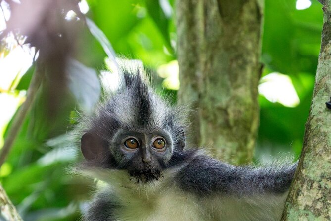 3-Day Ethical Orangutan Jungle Trek | Bukit Lawang, Sumatra - The 3-day rhythm: what each day is really like in the jungle