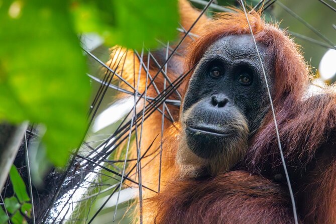 3-Day Ethical Orangutan Jungle Trek | Bukit Lawang, Sumatra - Camps and meals: basic jungle lodging with real expectations