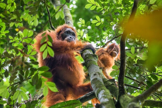 3-Day Ethical Orangutan Jungle Trek | Bukit Lawang, Sumatra - Tubing in the jungle taxi: the best kind of end-of-trip reset