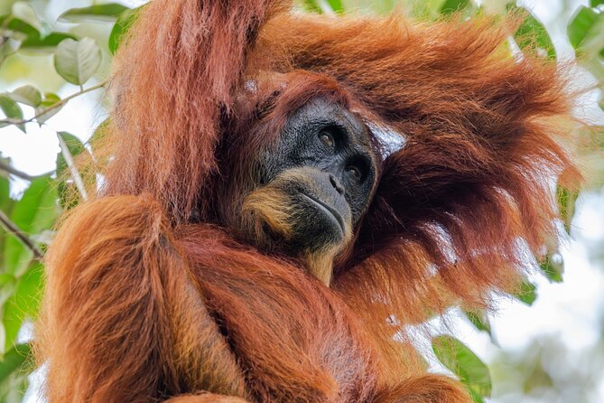 3-Day Ethical Orangutan Jungle Trek | Bukit Lawang, Sumatra - What the group size really changes (and why max 8 is a big deal)
