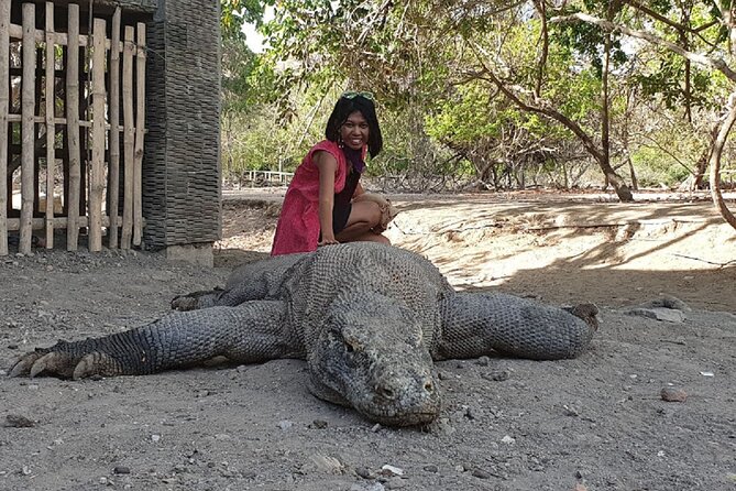 3-Day Komodo island Tour with or without Roundtrip Flight From Bali - Day 1: Kelor Island snorkeling, Manjarite Beach, Rinca dragons, and Kalong Flying Fox sunset