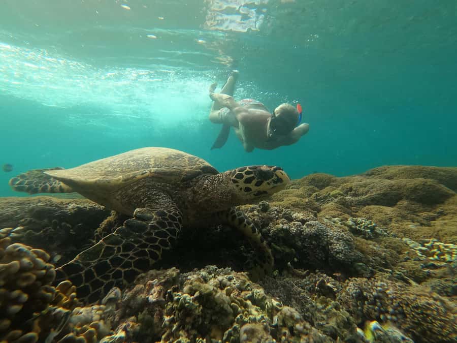 3 Islands Snorkeling with Glass Bottom Boat & GOPRO SHOOT - Key things to know before you go