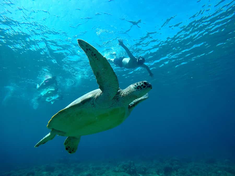 3 Islands Snorkeling with Glass Bottom Boat & GOPRO SHOOT - The 4-hour flow: check-in, boat time, three snorkel stops
