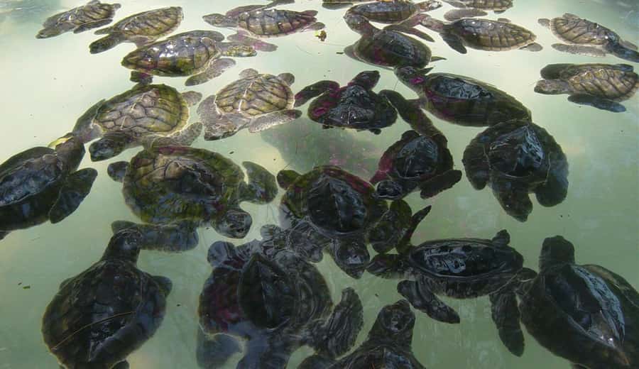 3 Islands Snorkeling with Glass Bottom Boat & GOPRO SHOOT - Price and what you actually get for $13