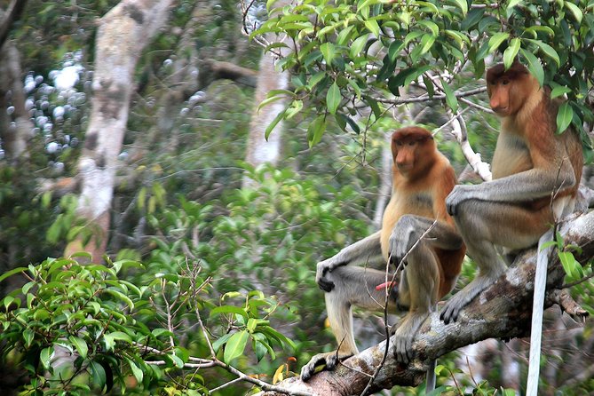 3ns Private Orangutan and Bornean Primates Kelotok Tour - Day 1: Pangkalan Bun to Tanjung Puting National Park via Kumai and the Sekonyer River