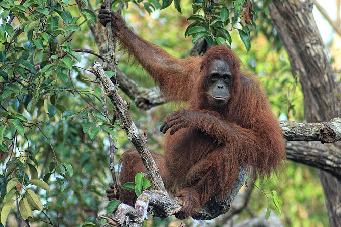 3ns Private Orangutan and Bornean Primates Kelotok Tour - Day 3: Pondok Tanggui, 9am feeding, and an optional jungle walk