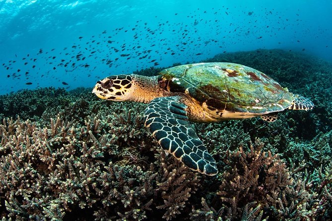 5 Fun Dives in Nusa Lembongan (for certified divers) - Swim with a Mola Mola - Getting Ready at the Center Base in Jungutbatu