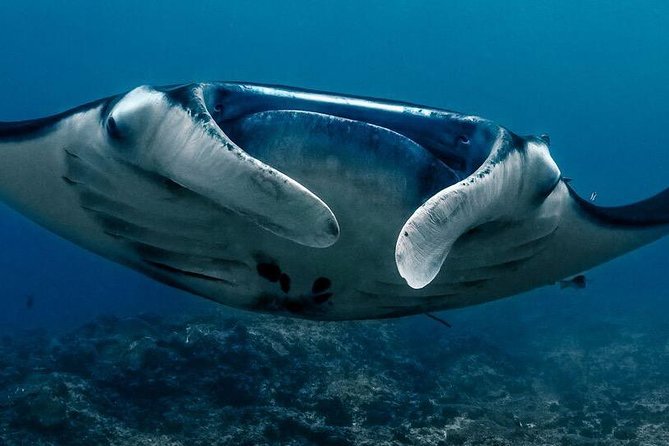 5 Fun Dives in Nusa Lembongan (for certified divers) - Swim with a Mola Mola - Crystal Bay: A Strong Starter for Mantas and Reef Life