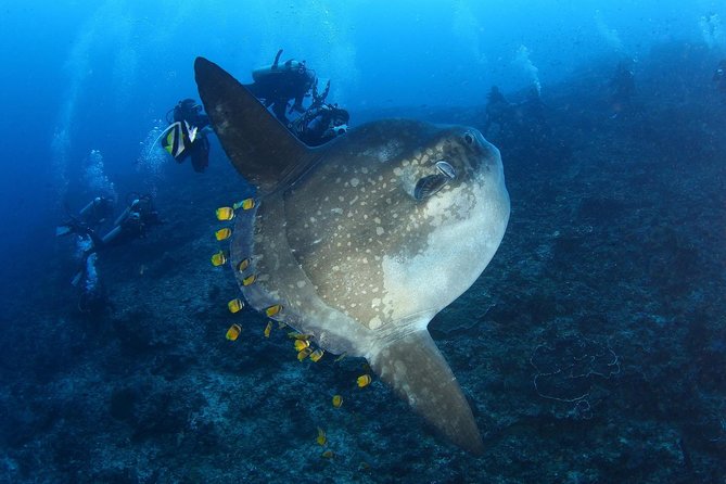 5 Fun Dives in Nusa Lembongan (for certified divers) - Swim with a Mola Mola - Manta Point: Where Your Chances Stack Up