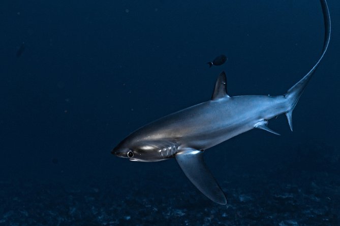 5 Fun Dives in Nusa Lembongan (for certified divers) - Swim with a Mola Mola - How the Two-Day Window Really Works (and Why Timing Matters)