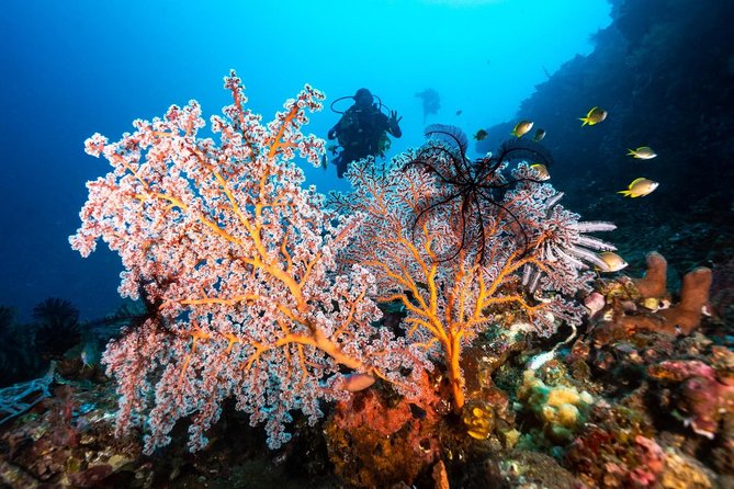 5 Fun Dives in Tulamben (for certified divers) - Discover famous diving sites - How your instructor changes the experience, from calm coaching to micro-spotting