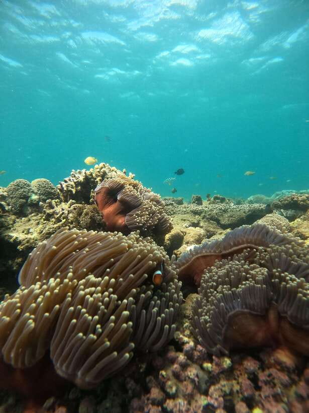 5 Secret Gili Boat Trip & Snorkeling in Southwest Of Lombok - What the $83 price covers, and where extra costs can sneak in