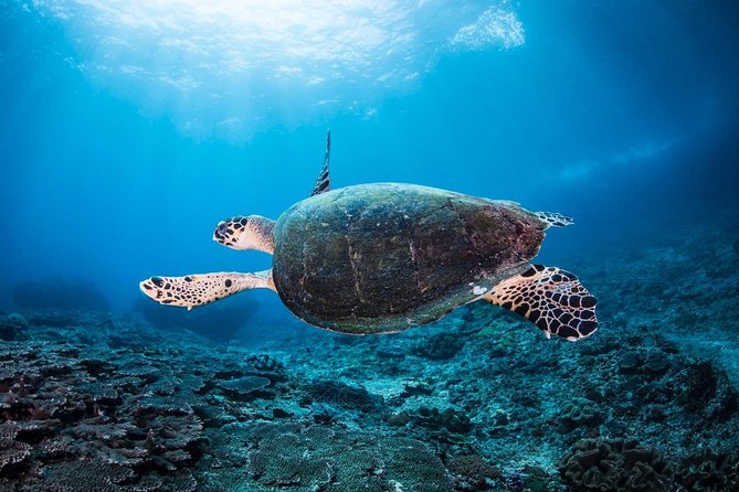 7 Fun Dives in Nusa Lembongan (for certified divers) - Premium Value Package - Price and Logistics: what you’re actually buying