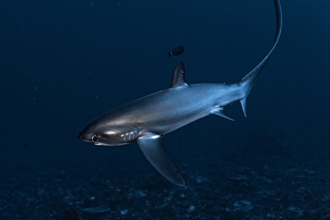 7 Fun Dives in Nusa Lembongan (for certified divers) - Premium Value Package - Who should book this (and who might not)