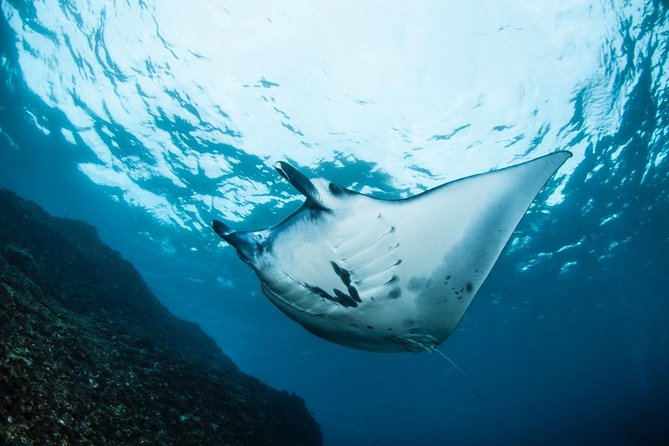 7 Fun Dives in Nusa Lembongan (for certified divers) - Premium Value Package - Meeting point, transfers, and the easier way to organize your stay