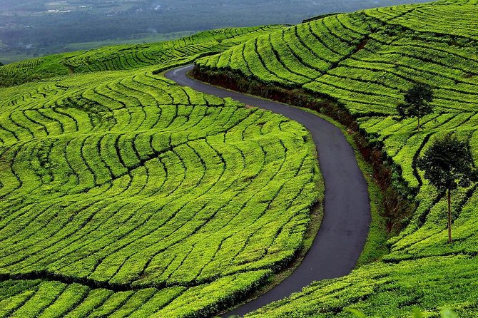 Active Volcano, Rice Field, Hot Spring, Fruit market, Tea Plantation with Lunch - A long, well-paced West Java day trip from Jakarta