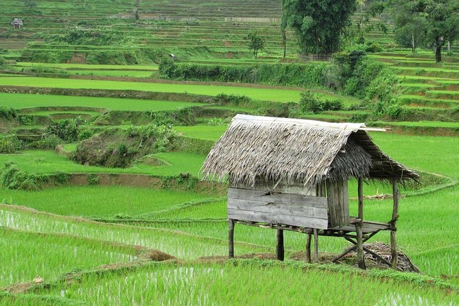 Active Volcano, Rice Field, Hot Spring, Fruit market, Tea Plantation with Lunch - Tea plantation in the volcano highlands: tasting and photo time