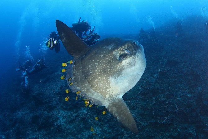 Advanced Open Water Course - Advanced Certification in Lembongan (next to Bali) - What you actually learn: depth planning, navigation, and your chosen specialty