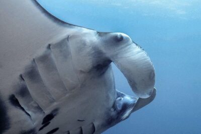 Advanced Open Water Course – Advanced Certification in Lembongan (next to Bali)