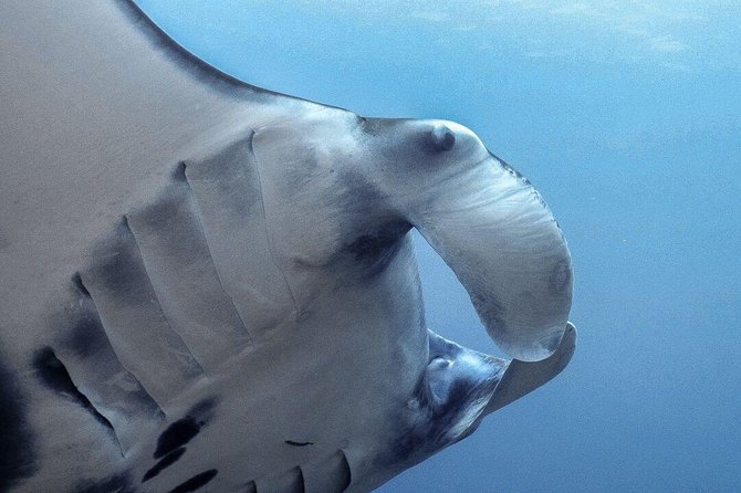 Advanced Open Water Course - Advanced Certification in Lembongan (next to Bali) - Crystal Bay, Manta Point, Mangrove Point, Toyapakeh, and Jungut Batu Beach: how the route helps