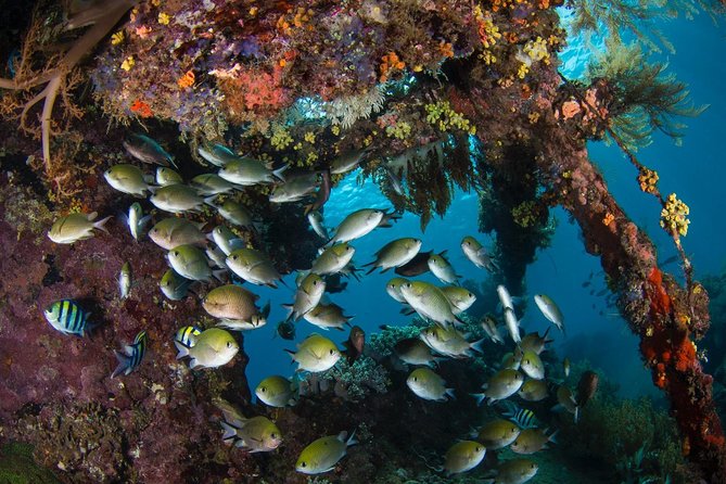 Advanced Open Water Course - Advanced Certification in Tulamben - Gear Included Means You Can Travel Lighter