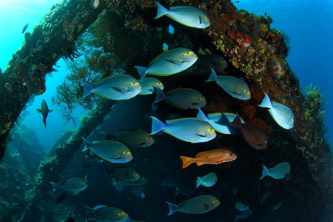 Advanced Open Water Course - Advanced Certification in Tulamben - Price and Value: What $335.99 Buys You in Real Terms