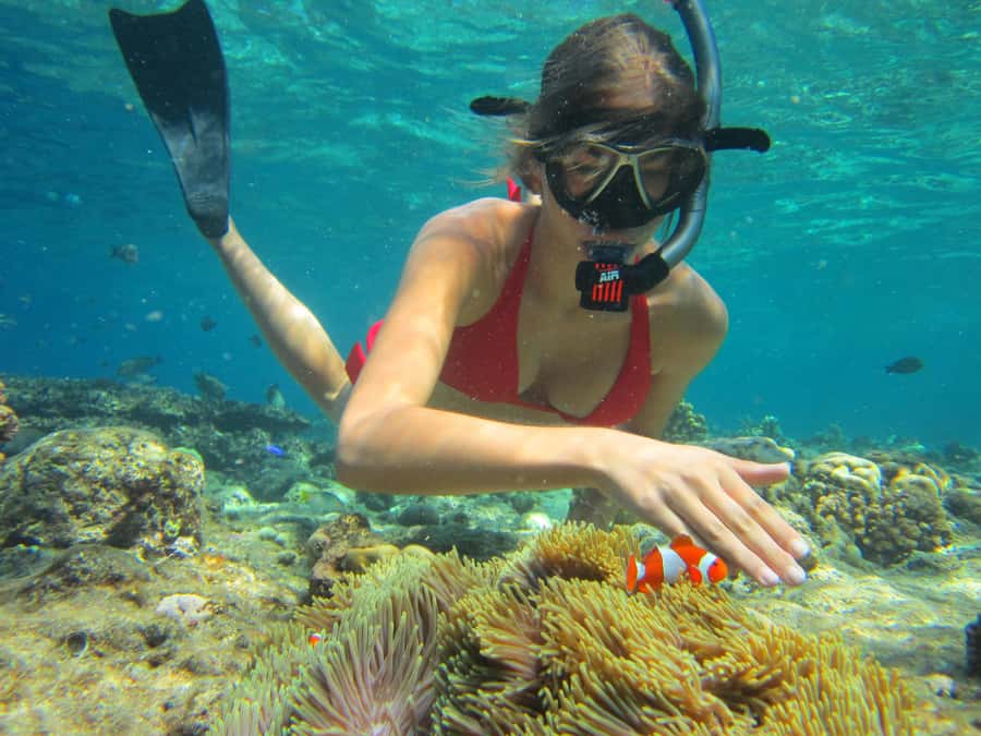 All Include Snorkeling at Menjangan Island - Why Menjangan Island, also called Deer Island, is a special snorkel day
